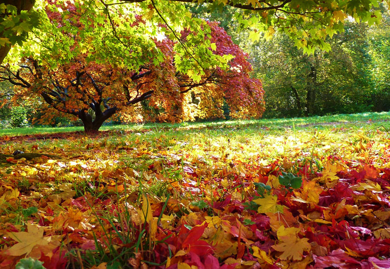 Tips for selling your home in the Autumn Thumbnail